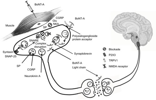 Figure 1 BoNT-A in migraine: putative mechanisms of action.