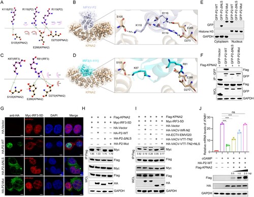 Figure 5. Two-dimensional and three-dimensional structure interaction diagram for P2-KPNA2 (PDB code: 4WV6) (A, B) and IRF3 (PDB code: 2PI0)-KPNA2 (PDB code: 4WV6) (C, D) were created using LigPlot (https://www.ebi.ac.uk/thornton-srv/software/LIGPLOT/) and PyMol software (http://www.pymol.org), displaying the details of the interacting aa, bridging water molecules and hydrogen bond distances. (E) A nucleocytoplasmic fractionation experiment was performed in HEK293 T cells transfected with GFP-P2-WT, GFP-P2-ΔNLS, GFP-P2-Mut, or GFP-Vector for 24 h, followed by immunoblot analysis. Antibodies against GAPDH or histone H3 were used to mark cytosolic or nuclear fractions, respectively. (F) Immunoblot analysis of lysates from HEK293 T cells co-transfected with Flag-KPNA2 plasmid and GFP-P2-WT, GFP-P2-ΔNLS, GFP-P2-Mut, or GFP-Vector plasmid for 24 h, followed by immunoprecipitation with indicated antibodies. (G) The localization of IRF3 was determined by immunofluorescence microscopy in HEK293 T cells co-transfected with stimulator plasmids Myc-IRF3-5D, along with HA-P2-WT, HA-P2-ΔNLS, HA-P2-Mut expressing plasmid or HA-vector, for 24 h. The nuclei were stained with DAPI. Scale bar: 3 µm. (H) Immunoblot analysis of lysates from HEK293 T cells co-transfected with Flag-KPNA2 and Myc-IRF3-5D plasmids, along with HA-P2-WT, HA-P2-ΔNLS, HA-P2-Mut, or HA-Vector plasmid for 24 h, followed by immunoprecipitation with indicated antibodies. (I) Immunoblot analysis of lysates from HEK293 T cells co-transfected with Flag-KPNA2 and Myc-IRF3-5D plasmids, along with HA-VACV-WR-N2, HA-ECTV-EMV020, HA-VACV-VTT-TN2, HA-VACV-VTT-TN2+NLS, or HA-Vector plasmid for 24 h, followed by immunoprecipitation with indicated antibodies. (J) The mRNA levels of IFNB1 and ISG20 were determined by RT-qPCR in HEK293 T cells co-transfected with HA-P2-WT, different doses of Flag-KPNA2 plasmid (0.5, 1.0, or 2.0 ug) for 24 h, and then stimulated with cGAMP for 6 h. Scale bar: 5 µm. The experiments (h and i) were repeated three times and Image J software was used for the grey value analysis. Vector treatment as a control for multiple comparisons. Data are shown as mean or mean ± SD. ***P < 0.001 (One-way ANOVA followed by Dunnett’s test).