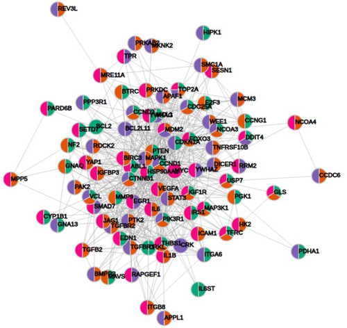 Figure 7 Protein–protein interaction network of 90 protein coding gene targets of at least two miRNAs with significant KEGG enrichments. Color-coding depends on the associated miRNA (blue, hsa-miR-21; orange, hsa-miR-106b; green, hsa-miR-141 and magenta, hsa-miR-375).