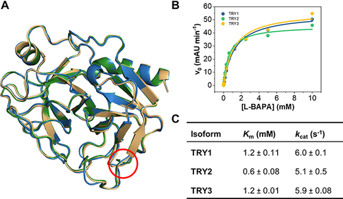 Figure 4 Structural and kinetic comparison of the three major trypsin isoforms. (A) Superposition of TRY1-3. TRY1, 2 and 3 are colored blue, green and yellow, respectively. The location of the Arg122 residue is highlighted by a red circle. (B) Representative Michaelis-Menten kinetics of all three isoforms using L-BAPA as substrate. (C) Kinetic parameters for each isoform. Reported values represent mean ± s.d. of three independent experiments.