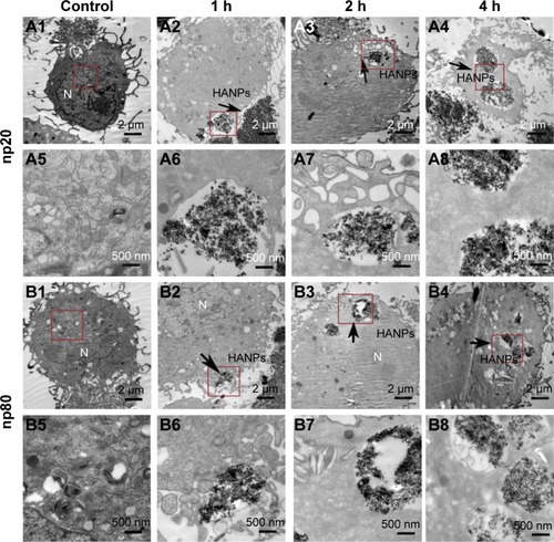 Figure 4 TEM micrographs of internalization and intracellular distribution of HANPs in hWJ-MSCs exposed for 1, 2, and 4 h. hWJ-MSCs without any treatment (A1, A5, B1, and B5); hWJ-MSCs treated with np20 (A2–A4 and A6–A8) and np80 (B2–B4 and B6–B8). Overall cell morphology (A1–A4 and B1–B4), scale bars: 2 μm. Higher magnification of cells in red-boxed areas (A5–A8 and B5–B8), scale bars: 500 nm.Abbreviations: TEM, transmission electron microscopy; HANPs, hydroxyapatite nanoparticles; hWJ-MSCs, human umbilical cord Wharton’s jelly-derived mesenchymal stem cells; np20, hydroxyapatite nanoparticles 20 nm in diameter; np80, hydroxyapatite nanoparticles 80 nm in diameter; N, cell nucleus.