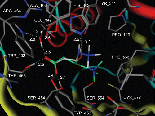 Figure 9.  Proposed model for the positioning of carnitine and mildronate in CrAT enzyme. Carnitine carbons are shown in green and mildronate carbons are shown in white. All hydrogens, except those involved in hydrogen bonds, are omitted. Protein backbone is shown as tubes. Hydrogen bonds are shown as white dashed lines. White labels correspond to amino acid residues and distances between heavy atoms, which are involved in hydrogen bonding. Produced with MOE 2007.09.