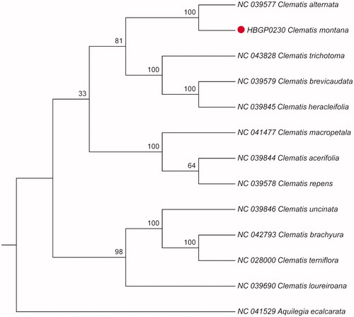 Figure 1. Maximum likelihood phylogenetic tree based on the complete chloroplast genome sequences of 13 plant species from Ranunculaceae.