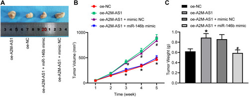 Figure 7 A2M-AS1 downregulation hinders tumorigenesis of BC cells in vivo by binding to miR-146b. Mice were treated with oe-A2M-AS1 (with sh-NC as control) or oe-A2M-AS1 + miR-146b mimic (with oe-A2M-AS1 + mimic NC as control). (A) Tumors in nude mice after tumorigenesis. (B) Tumor volume in nude mice. (C) Tumor weight in nude mice. *p < 0.05 vs mice injected with oe-NC. #p < 0.05 vs mice injected with oe-A2M-AS1 + mimic NC. N = 5.