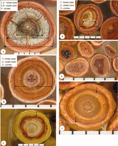 Figure 5 Pisoliths and ooliths from the Jacaranda pit (Andoom) and the Grunter and Jewfish pits (East Weipa) showing the features described in the text and used in the classification of pisoliths in Figure 14. (a) Complex pisolith from Jacaranda at 2 m (ANU 46580) showing a cortex surrounding an outer and an inner core. The inner core (1, 2) is distinguished on the basis of terminating cracks at the outer edge of 2. The outer core (3, 4) similarly is defined by terminating cracks. The fretted outer edge of 3, and the sharp colour change between 3 and 4 point to the occurrence of a significant event at this boundary. Concentric banding in cores 2, 3 and 4 suggest they are former cortices. Cores 1, 2 and 3 are vitreous. (b) Small uniform layered pisolith from Grunter at 2.7 m (ANU 46582). An earthy inner core (1) is surrounded by a concentrically zoned outer core (2), the edge of 2 defined by crack termination. (c) Pisolith from Jewfish (ANU 46621) showing an irregular red-brown overprinting (arrowed) on the outer part of its core. (d) Pisolith from Grunter at 1.4 m (ANU 46582), having a broken pisolith as its inner core (1) with a narrow red concentric zone around it defining the outer core (2). Beyond the outer core is a concentrically zoned cortex. (e) Several ooliths from Jacaranda at 0 m (ANU 46580), showing fragmental (F) and earthy (E) cores. (f) Scour and fill (arrowed) in a pisolith from Jacaranda at 0 m (ANU 46580). (g) Pisolith with an earthy fine core and a single cortex from Jacaranda at 3 m (ANU 46580). (h) Oolithic cored pisolith from Jacaranda at 0 m (ANU 46580). (i) Pisolith from Jacaranda at 0 m (ANU 46580) having a fragmental Fe-oxide core and showing uniform cortices and a lenticular cortex. (j) Pisolith from Grunter at 1.4 m (ANU 46582) having a layered core. The core is paler coloured and heavily cracked, terminating in an irregular surface exhibiting scour and fill. (k) Several pisoliths from Jacaranda at 3 m (ANU 46580). The central pisolith has pellets (arrowed) in an earthy mixed size core, and three surrounding pisoliths have Fe-cores. (l) Oolithic-cored pisolith from Jacaranda at 0 m (ANU 46580). (m) Pisolith from Grunter at 1.4 m (ANU 46582) showing a discontinuous layer (arrowed). (n) Pisolith from Jewfish (ANU 46621) showing an earthy core and continuous layers in its cortex.