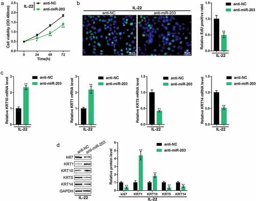 Figure 4. Effects of miR-203 on keratinocytes HaCaT cells were treated with IL-22 to generate a psoriasis-like dermatitis model in vitro, transfected with anti-miR-203 (anti-NC was used as a negative control), and examined for (a) cell viability using the MTT assay; (b) DNA synthesis capacity by the EdU assay; (c) the mRNA expression of KRT5, KRT10, KRT1, and KRT14 using real-time PCR; and (d) the protein levels of LXR-α, PPAR-γ, ki67, KRT1, KRT10, KRT5, and KRT14 using immunoblotting. *P < 0.05, **P < 0.01.