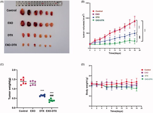 Figure 8. Antitumor activity in vivo. Mice (n = 6) were given 19 days of oral administration of DTX, EXO, and EXO-DTX. (A) After anesthesia, tumor tissues were resected from mice for imaging purposes. (B) Tumor tissues were monitored at an interval of two days. ***p< 0.001 compared to control, ###p< 0.001compared to the DTX group. (C) Tumor weight. ***p< 0.001 compared to control, ###p< 0.001 compared to the DTX group. (D) The body weight. Values were displayed as mean ± SD. **p< 0.01, ***p< 0.001 compared to control, ##p< 0.01, ###p< 0.001 compared to the DTX group (4 mg/kg).