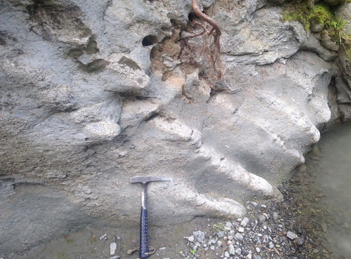 Figure 5. Beds of cemented pebbly shell hash within the lower Mangaopari Mudstone at Paruwai.