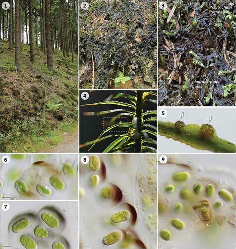 Figs 1–9. Habitat of Serritaenia species in western Germany, macroscopic appearance and microscopic details of natural material. Fig. 1. Exposed slope in spruce monoculture (Wiehl, DE) with black crusts formed by Serritaenia sp. (dashed square). Fig. 2. Close-up of dry crusts covering dead plant litter and bryophytes. Fig. 3. Pleurocarpous and acrocarpous mosses covered by black algal crusts. Fig. 4. Hydrated algal colonies (dashed square) on the leaflets of Polytrichum formosum. Fig. 5. Serritaenia colonies with brown pigmentation (arrows) next to other gelatinous green algae (Chlorophyta) on a leaflet of Polytrichum formosum. Figs. 6, 7. Serritaenia cells with extracellular pigmentation of different colour (arrowheads) found in the same sample (Wiehl, DE). Fig. 8. Serritaenia sp. (Bad Kreuznach, DE) showing intense, unilateral pigmentation of the mucilaginous capsules (arrowhead). Fig. 9. Small-celled Serritaenia species (asterisk) co-occurring with a large-celled species (Wiehl, DE). Both species exhibit zones of brown mucilage (arrowheads). Scale bars: 10 µm.