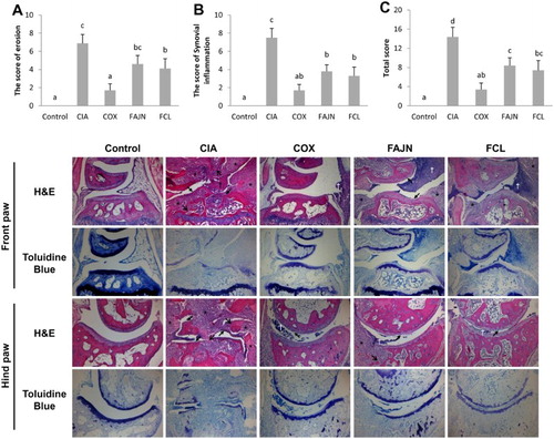 Figure 3. Histological examination of the effect of FCL and FAJN on joints in collagen-induced arthritis of mice. (A) Erosion score of the joints, (B) the score of synovial inflammation, and (C) total score of arthritis. H&E. Toluidine Blue stain for proteoglycan. Cartilage destruction (close arrow), bone erosion (open arrow), infiltration of inflammatory cells and inflammatory exudate (†), and hyperplasia of surrounding tissue (*). Control: normal group, CIA: negative control group, COX: positive control group, FAJN: fermented Achyranthes extract, FCL: fermented Adlay extract.