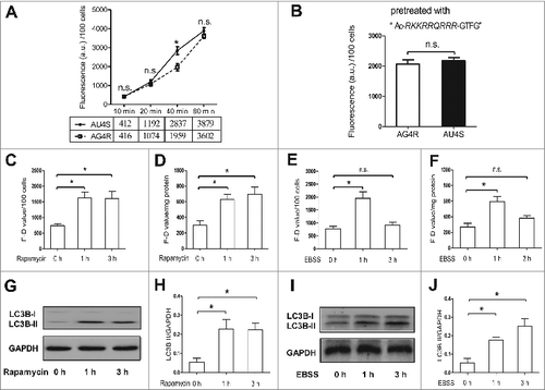 Figure 4. AU4S can be used to detect the activity of ATG4 in living cells. (A) After an overnight incubation in complete medium, NRK cells were cultured in DMEM medium at 37°C for the indicated times in darkness in the presence or absence of 0.5 μM AU4S or AG4R. Then the cells were resuspended in PBS after 3 washes with medium. Subsequently, the fluorescence intensity was analyzed by flow cytometry (FL1-H channel). Data from 3 experiments are presented in the line chart. The fluorescence value of 100 cells = the mean fluorescence value per cell × 100. The average fluorescence values from 3 experiments are also presented under the chart. (B) After pretreatment with 1 μM “Ac-RKKRRQRRR-GTFG” for 20 min, NRK cells were separately incubated with 0.5 μM AU4S and AG4R for 40 min at 37 ℃. Then the fluorescence intensity was analyzed by flow cytometry as in (A). Data from 3 experiments are presented. (C and D) After treatment with 0.5 μM rapamycin for 1 h or 3 h, NRK cells were cultured in DMEM medium with 0.5 μM AU4S or AG4R for 40 min. Then the cells were resuspended in PBS after 3 washes with medium. Subsequently, the fluorescence intensity was analyzed by flow cytometry (C) or fluorescence microplate measurements (D). The F-D value represents the difference between AU4S- and AG4R-measured fluorescence intensity in the same sample. In the flow cytometry analysis, the mean fluorescence value of 1×104 cells was calculated. The fluorescence value of 100 cells = the mean fluorescence value per cell × 100. When detected with the fluorescence microplate reader, the F-D value was normalized by the amount of protein (a.u./mg protein). Data are mean ± SD from 3 experiments. (E and F) After an overnight incubation in complete medium, NRK cells were cultured in EBSS medium for 1 h or 3 h. Then the cells were incubated with 0.5 μM AU4S or AG4R for 40 min in DMEM medium. Subsequently, the cells were resuspended in PBS after washed 3 times with medium, and then the fluorescence intensity was analyzed by flow cytometry (E) or with a fluorescence microplate reader (F) as in (C) and (D), respectively. Data are mean ± SD from 3 experiments. (G and H) After treatment with 0.5 μM rapamycin for 1 h or 3 h, NRK cells were harvested and the level of LC3B-II was analyzed by immunoblot, using GAPDH as a loading control. The representative data are shown in (G), and the ratio of LC3B-II/GAPDH was calculated based on the data from 3 experiments (H). (I and J) After an overnight incubation in complete medium, NRK cells were cultured in EBSS medium for 1 h or 3 h. Then the cells were harvested and the level of LC3B-II was analyzed by immunoblot. The representative data are shown in (I), and the ratio of LC3B-II/GAPDH was calculated based on the data from 3 experiments (J). n.s.: no significance; *: P <0.05.