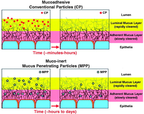 Figure 7. Behavior of mucoadhesive and muco-inert particles in mucus layers. Muco-inert particles do not possess any attractive forces with CF mucus like mucoadhesive conventional particles and therefore have greater penetration. Muco-inert particles present as an optimal option for inhalation delivery for patients with cystic fibrosis. Modified from Ref. [Citation43].