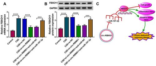 Figure 8 Circ-RBMS1 serves as a sponge for miR-197-3p to up-regulate FBXO11 expression. (A and B) qRT-PCR and Western blot analysis of FBXO11 expression in CSE-induced 16HBE cells transfected with si-NC, si-circ-RBMS1, si-circ-RBMS1 + anti-miR-NC or si-circ-RBMS1 + anti-miR-197-3p. (C) Schematic illustration of the circ-RBMS1/miR-197-3p/FBXO11 axis in CSE-induced human bronchial epithelial cells. ***P<0.001, ****P<0.0001.