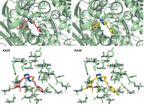 Figure 7 3D interactions between KA25 (pink sticks) and KA26 (yellow sticks) with the ATP-binding site of human topIIα.