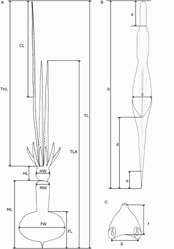 Figure 3 Mastigoteuthid measurements and acronyms as defined in text. A, Specimen measurements; B, gladius measurements: a, free rachis; b, gladius length; c, maximum width; d, secondary conus; e, rostrum; C, funnel measurements: f, funnel length; g, funnel width.