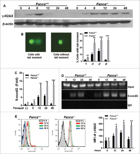 Figure 3. Unrepaired DNA damage is responsible for persistence of FA cells to oxidative stress. (A) Oxidative stress leads to persistent γ-H2AX expression in FA LSK cells in vitro. LSK cells from Fanca−/− mice or their WT littermates were treated with 100 μM paraquat for 2 hours and released for the indicated time intervals. Whole cell lysates were then extracted for immunoblot analysis using antibodies against γ-H2AX or β-actin. (B) Oxidative stress induces persistent DNA damage in FA HSCs. Cells described in (A) were subjected to comet assay and a total of 300 cells were counted under microscope for DNA migration tail. Representative microscope images (Left) and quantification (Right) are shown. Results are means ± standard deviation (SD) of 3 independent experiments (n = 6 per group). (C) Oxidative stress induces persistent damage to oxidative damage-sensitive gene promoters. Genomic DNA from cells described in (A) were subjected to 8-oxo-dG incorporation assay. Untreated cells were used as control. Shown is the fold increase in 8-oxoguanie (8-oxo-dG) incorporation into promoters of Calmodulin 1 (CaM1) relative to those of GAPDH. (D) Increased 8-oxodG accumulation in the promoters of antioxidant genes in FA HSCs. Cells described in (B) were treated with 100 μM of Paraquat for 2 hours and released in the fresh medium for the indicated time intervals followed by ChIP using an antibody against 8-oxodG. Precipitated samples were then subjected to PCR using primers specific for promoter regions of CaM1 gene. Representative images (left) and quantifications (right) are shown. The intensities of DNA bands were quantified using ImageJ software (NIH). Results are means ± SD of 3 independent experiments. (E) Oxidative stress induces persistent DNA damage in FA mice. Fanca+/+ or Fanca−/− mice were i.p. injected with single dose of paraquat followed by bone marrow cells (BMCs) isolation at different time points. The cells were then subjected to Flow cytometric analysis for γ-H2AX. LSK compartment were gated. Representative flow plots (left) and quantification (right) are shown. Results are means ± standard deviation (SD) of 3 independent experiments (n = 6 per group).