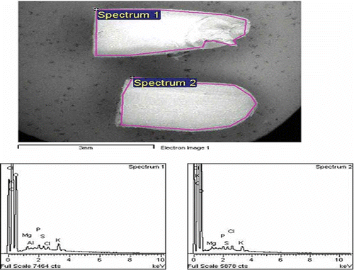 Figure 4 EDX spectra for the upper (spectrum 1) and lower (spectrum 2) halves of GBR grain, and the intensity of corresponding elements detected. (Color figure available online.)