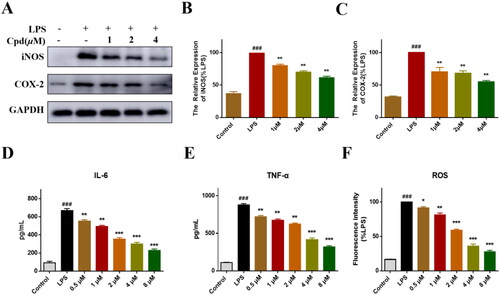 Figure 4. Compound 51 inhibited LPS-induced inflammatory response. (A–C) The expression of iNOS and COX-2. RAW264.7 cells were treated with compound 51 for 1 h, then stimulated by LPS for further 24 h. The samples were analysed by WB. (D). The level of IL-6. (E) The level of TNF-α. (F) The level of ROS. ###p < 0.001 compared with control group. *p < 0.1, **p < 0.01, ***p < 0.001 compared to LPS group.