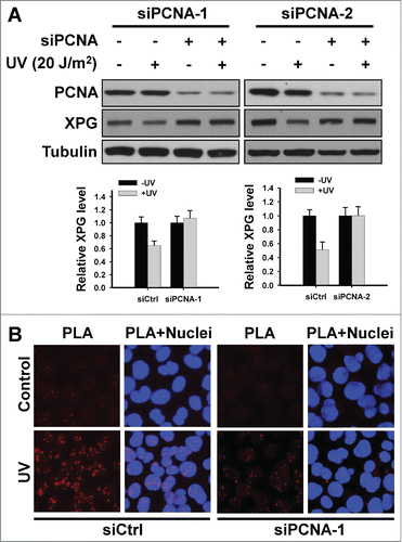 Figure 5. PCNA is required for Cdt2-mediated XPG degradation by mediating the interaction between XPG and Cdt2 upon UV irradiation. (A) PCNA is required for UV-induced XPG degradation. HeLa cells were transfected with either control or 2 different PCNA siRNA for 48 h, UV irradiated at 20 J/m2. Cells were further cultured for 2 h. Whole cell lysates were prepared and subjected to immunoblotting to detect the expression levels of XPG and PCNA. Tubulin was used to serve as a loading control. The levels of total XPG in each lane were quantified and normalized to the loading control and then to the initial amount of XPG. Data from 3 independent experiments were plotted at the bottom. (B) PCNA is required for the interaction between XPG and Cdt2 upon UV irradiation. HeLa cells growing on coverslips were transfected with either siCtrl or siPCNA-1 for 48 h, UV irradiated at 20 J/m2, and further cultured for 2 h. Cells were fixed and subjected to in situ PLA analysis. Primary mouse anti-XPG and rabbit anti-Cdt2 antibodies were combined with secondary PLA probes as described in the Materials and Methods. The interaction events are visible as red dots (nuclear staining in blue).