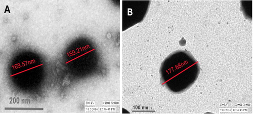 Figure 7. TEM analysis of the optimized OP-loaded (A) OPSLNs and (B) OPSLNFs.