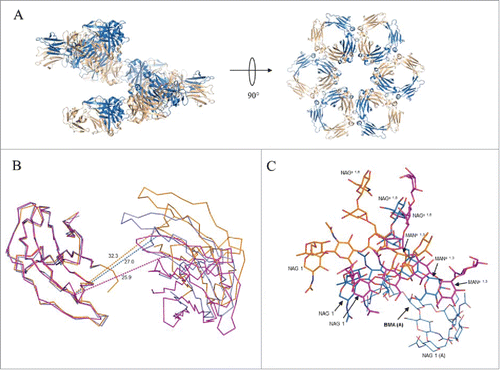 Figure 6. Association of Fc dimers and relative CH2 domain orientation within crystals of SF2IgG1_RE Fc. (A) Left panel shows a spiral of SF2IgG1_RE Fcs (cartoon) generated by application of the crystallographic symmetry operators to the Fc dimer (colored wheat and blue). Right panel shows a rotated view with projection down the 6-fold screw axis. (B) A prototypical wild-type IgG1 Fc structure (PDBid 3AVE, orange, ribbon) and wild-type IgG1 Fc crystallized under high salt conditions (PDBid 1H3Y, magenta, ribbon) were aligned to the crystal structure of SF2IgG1_RE Fc (blue, ribbon) based on the chain A CH2 domain. CH2 domains from both chains A and B are shown oriented looking down the pseudo 2-fold axis though the SF2IgG1_RE Fc CH3 dimer. CH3 domains are omitted for clarity. Dashed lines corresponding in color to Fc connect Cα atoms of residue R301 in opposing chains. Distances given in Ångstroms. (C) Fcs from PDBs 3AVE (orange) and 1H3Y (magenta) aligned to the bifurcated mannose residue (BMA, labeled with chain indicated in parentheses, bold) in the chain A glycan of the SF2IgG1_RE Fc structure (blue). The chain A glycan is shown in line for the latter structure only. Chain B glycans are shown in stick for all 3 Fc structures with select residues labeled.