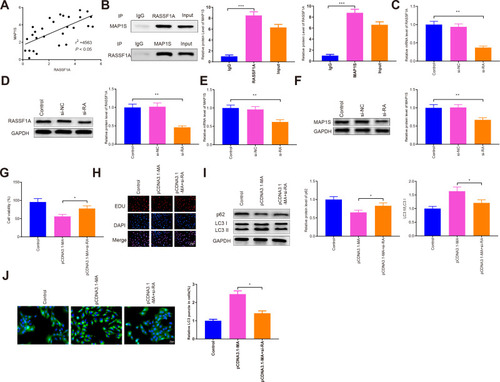 Figure 5 RASSF1A activates autophagy by MAP1S to restore chemosensitivity of A549/DDP cells.