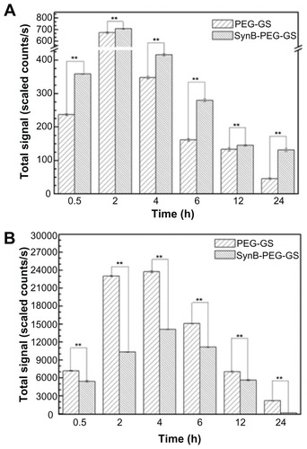 Figure 8 Brain (A) and liver (B) distribution of SynB-PEG-GS nanoparticles and PEG-GS nanoparticles, after injection into mice up to 24 hours.Notes: **P < 0.01 indicate a statistically significant difference; means ± standard deviations are indicated (n = 7).Abbreviations: SynB-PEG-GS, SynB-PEG nanoparticles decorated with gelatin-siloxane; PEG-GS, PEG-gelatin-siloxane nanoparticles.