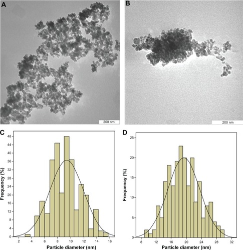 Figure 5 Transmission electron micrographs for (A) iron oxide magnetite nanoparticles (200 nm bar), (B) iron oxide nanoparticles coated with chitosan and 6-mercaptopurine (200 nm bar), particle size distribution of iron oxide nanoparticles (C) and particle size distribution of iron oxide nanoparticles coated with chitosan and 6-mercaptopurine (D).