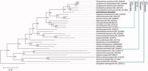 Figure 1. Maximum likelihood phylogenetic tree of I. bhumibol with other 28 crustaceans. Bootstrap probability values are displayed on the phylogenetic tree. The vertical line at the right side indicated specific family and order of crab in the Crustacean class.