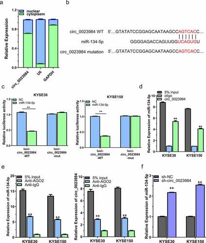 Figure 3. Circ_0023984 can target miR-134-5p.A, Subcellular fraction analysis to detect the cellular localization of circ_0023984 in KYSE150 and KYSE30 cells by RT-qPCR; B, circBank online tool predicts that circ_0023984 can target miR-134-5p; C, dual luciferase reporter assay in KYSE150 and KYSE30 cells using WT and MUT reporter, in the presence of miR-NC or miR-134-5p mimic; D, RNA pull-down assay using biotin-labeled circ_0023984 probe or control probe; E, RIP-qrt-PCR assay using anti-AGO2 antibody in KYSE30 and KYSE150 cells; F, RT-qPCR analysis of miR-134-5p level in KYSE30 and KYSE150 cells after circ_0023984 knockdown. * P < 0.05; **P < 0.01; ***P < 0.001.