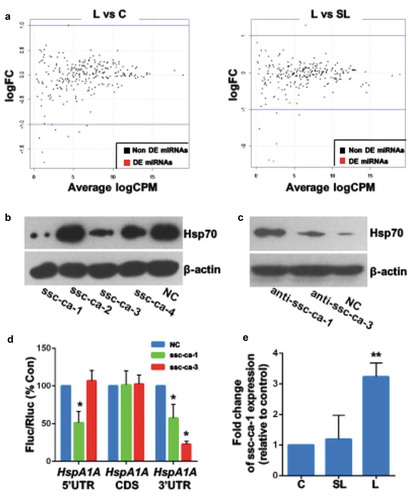 Figure 2. Lethal heat stress increases microRNA expression to suppress Hsp70 expression