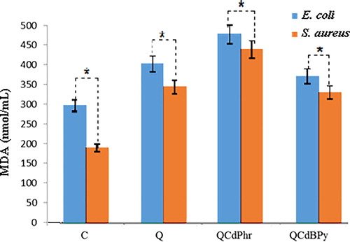 Figure 8. Effect of quercetin (Q), complex 1 and complex 2 on MDA levels in E. coli and S. aureus.Note: E. coli and S. aureus cells were treated with respective MIC (see Table 2) of quercetin (Q) complex 1 and complex 2 for 12 h. Results are expressed as mean values ± SD of three separate experiments, with three replicates per experiment. Asterisks indicate statistically significant differences between treatment and control groups determined using Student's t-test (p < 0.05).