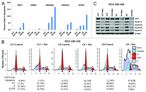 Figure 3. Lowering glucose levels enables metformin to effectively increase cellular apoptosis and decreases levels of cell cycle-regulated proteins. (A) Cell lines MCF7, SK-BR-3, MDA-MB-468, MDA-MB-231, and BT-549 were treated as described. Bar graphs show the percentage of cells in apoptosis (sub G1 fraction) are representative of 3 independent experiments ± SE. (B) Mod Fit analysis of flow cytometry studies performed in (A) shown with the addition of cells treated with 0 mmol/L glucose with or without metformin. Percentage of cells in apoptosis, G1, S, and G2/M are representative of 3 independent experiments. (C) MDA-MB-468 cells were treated as described and western blots performed for E2F1, Cyclins (A, B, D1, and E). Data shown are representative of 3 independent experiments.