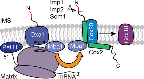 FIG 6 Ribosome-associated Mba1 forms a specific complex with Cox20. COX2 mRNA is translated with the help of the membrane-bound translational activator Pet111. Subsequently, the N-terminal tail is cotranslationally exported into the intermembrane space (IMS) via Oxa1. Mba1 shuttles newly synthesized Cox2 from the export machinery (Oxa1) to the Cox20 protein, promoting its maturation, which requires downstream assembly intermediates like the Cox2 C-terminal tail translocase, Cox18. Mba1 therefore links the cotranslational export of the N-terminal tail of Cox2 with its C-tail translocation.