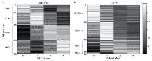 Figure 2. Identification of HeLa and ESC cell cycle genes after applying the cell cycle projection method. HeLa and ES cells cell cycle genes were selected according to the maximal phase-specific ability value, i.e., ai,k* in (3). The right bar represents the Z score, from maximum (white) to minimum value (black). The phase-shift of cell cycle genes can be observed as white blocks along the diagonal.