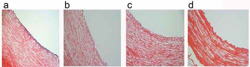 Figure 4. H&E staining static(a); constant 60s pulse(b); constant 1 s pulse(c); gradually increased the pulse frequency (d). scale bars = 100 um.