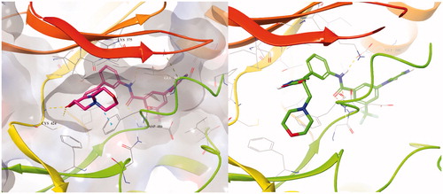 Figure 5. Binding mode of 23b to CRAF (PDB: 3OMV, glide docking) and to BRAFWT (PDB: 1UWH).Citation15