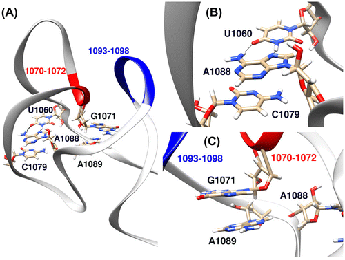 Figure 5. (A) The global structure of GAC RNA according to the 1HC8 crystal structure (Conn et al., Citation2002) with important residues which undergo major structural changes during unfolding transition highlighted. (B) Hoogsteen base pair between A1088 and U1060 (hydrogen bonds represented as solid black lines) and stacking interaction between A1088 and C1079 according to the 1HC8 crystal structure (Conn et al., Citation2002). (C) Stacking interaction between G1071 and A1089 according to the 1HC8 crystal structure (Conn et al., Citation2002).