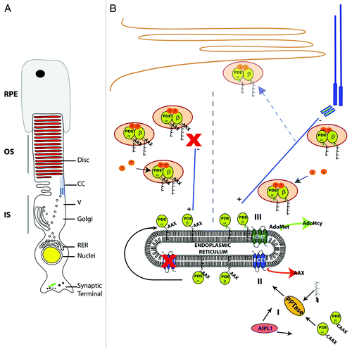 Figure 1. Model for biosynthesis and transport of PDE6 in rods. (A) Polarized rod photoreceptor cells have three distinct compartments. OS, outer segment; IS, inner segment and synaptic terminal; RER, rough endoplasmic reticulum; V, vesicle; CC, connecting cilia; RPE, retinal pigment epithelium. (B) Model depicting biosynthesis and trafficking of rod PDE6. (I) Folding of PDE6αβ subunits by AIPL1 and addition of the prenyl group by the prenyltransferase (PPTase) occurs in the cytosol before association with the ER (endoplasmic reticulum). (II) The last three amino acids (-AAX) are cleaved by the protease RAS-converting enzyme 1 (RCE1). (III) Isoprenylcysteine methyltransferase (ICMT) catalyzes the addition of a methyl group to the newly exposed prenylcysteine. Adenosyl methionine (AdoMet) serves as the methyl donor for the reaction. Assembly of the holoenzyme takes place in the inner segment either at the surface of the ER or after ER exit. We propose direct transport of PDE6 from ER to basal body, bypassing the Golgi as no Golgi-mediated modifications are known to occur to PDE6. Alternatively, PDE6 vesicles may fuse with the plasma membrane of the IS before transport through the CC (dashed arrow). Transport to the OS likely occurs by IFT, however mechanism is unknown. In the absence of RCE1, the final two steps of CAAX processing do not proceed (left side of dashed line). However, PDE6 holoenzyme assembles and is functional. Defective transport leads to accumulation of PDE6 containing vesicles in IS. AdoHcy, adenosyl homocysteine.