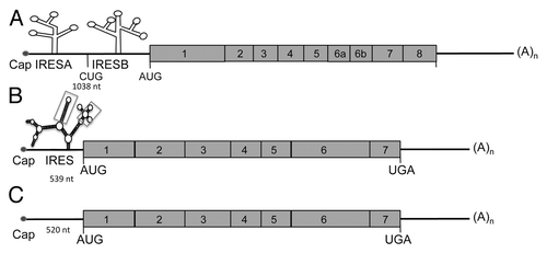 Figure 2. Schematic representation of VEGF-A, -C, and -D mRNAs. (A) VEGF-A mRNA is characterized by a long 5′UTR (1038 nt) containing two internal ribosome entry sites (IRESs) (A and B). The VEGF-A gene encodes multiple isoforms generated by mRNA splicing of four constitutive and four alternative exons. (B) VEGF-C mRNA possesses a GC-rich 5′UTR containing one IRES. The secondary structure of VEGF-C IRES has been determined by shape analysis and contains 2 motifs (indicated by boxes) showing a similar reactivity pattern between human and mouse mRNA. (C) Similar to VEGF-C, the VEGF-D mRNA is generated from 7 exons.