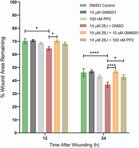 Figure 6. A: PAR2-induced wound healing was inhibited in the presence of the broad-spectrum-MMP inhibitor GM6001 and the Src tyrosine kinase inhibitor PP2. CMT-93 cells were grown to post-confluence and the effects of GM6001 and PP2 on wound healing were test in scratch wound healing assays. All treatments were performed in serum-free media. Data were analyzed using two-way analysis of variance with Tukey multiple comparison test (n = 4–8). (* p < .05; ** p < .01; *** p < .001; **** p < .0001).