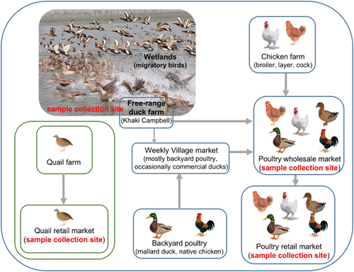 Figure 7 An overview of bird movement in Bangladeshi live poultry markets and sample collection sites (red). Note that quail markets were separate from other poultry markets.