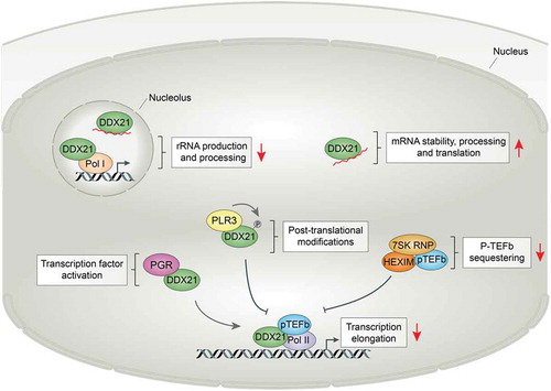 Figure 1. RNA helicase DDX21 exerts a multitude of functions at various locations within the cell