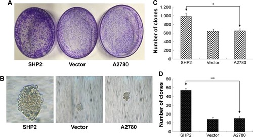 Figure 3 SHP2 overexpression enhances the proliferation of A2780 cells.