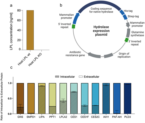 Figure 3. (a) LPL concentration in day 3 fed-batch samples of mAb host cell lines with and without LPL KO. Cell lines were cultured head-to-head in an ambr®15 system and harvested cell culture supernatant was subjected to an LPL ELISA. (b) Hydrolase expression plasmid suitable for transposase-mediated stable transfection via inverted repeats recognition sites. His- and Strep- tags were added at the 3‘-end of the sequence coding for the native hydrolase. Glutamine synthetase was used for stable selection. Created by BioRender. (c) Relative protein amounts of expressed hydrolases as the ratio of intracellular to extracellular protein. Hydrolases were quantified using biolayer interferometry with his2 sensors on the Octet system. Average values of two replicates with standard deviations are shown.