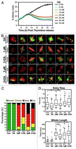 Figure 6. Mitotic decoupling induced by partial pre-mitotic inhibition of Cdk1 is rescued by Okadaic acid. (A) Similar to Figure 1, except cells were treated with increasing doses of Okadaic acid (OA) instead of RO. (B) Time-lapse microscopy was performed on HeLa cells stably expressing EB3-GFP (green) and H2B-mCherry (red) that were synchronized by thymidine block and treated at 6 h post-release with or without Okadaic acid (OA 20 nM) and with increasing doses of the Cdk1 inhibitor RO (RO, 1 and 3 μM). Images were captured every 10 min. Notations indicate the time of the frame in minutes, lagging chromosomes (yellow arrows), metaphase plate orientation (dotted white lines), and cell death (yellow d). Scale bars = 5 µm. (C) Cells were split into 4 categories according to how they performed mitosis (normal, arrest, delay, exit) and expressed as a percentage for each condition. The total number (n) of cells counted for each group is indicated. (D) Individual cells from (B) were manually followed and scored for when they entered, and exited mitosis, as determined by the condensation and separation of chromosomes during prophase and anaphase, respectively. The time of mitotic entry and the mitotic length was then calculated and displayed as box plots, with 5 to 95% confidence intervals. The total number (n) of cells counted for each group is indicated *P < 0.01, **P < 0.001 ***P < 0.0001.