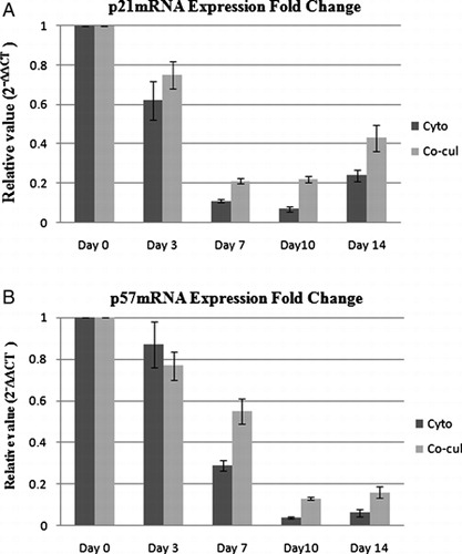 Figure 6. mRNA expression fold changes of p21 (A) and p57 (B) in expanded CD34+ cells relative to fresh CB CD34+ cells in cytokine liquid culture and in co-culture system with cytokine. Data are plotted as mean ± SD of 2−ΔΔCT, which is directly proportional to the relative gene expression.