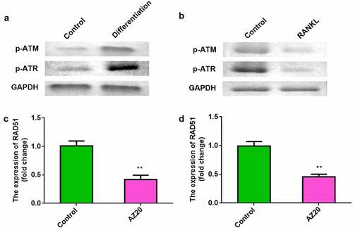 Figure 4. RAD51 level was positively regulated by ATM/ATR signaling. (a) The protein expression levels of p-ATM and p-ATR in the osteoblasts were determined using Western blot. (b) The protein expression levels of p-ATM and p-ATR in the osteoclasts were determined using Western blot. (c) Expression levels of RAD51 in osteoblasts treated with AZ20. (d) Expression levels of RAD51 in osteoclasts treated with AZ20. **P < 0.01.