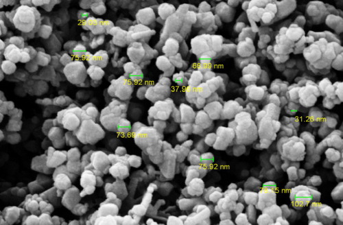 Figure 7. FE-SEM of adsorbent.