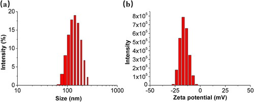 Figure 1. The particle size distribution (a) and zeta potential distribution (b) of the prepared Fe-LNPs.